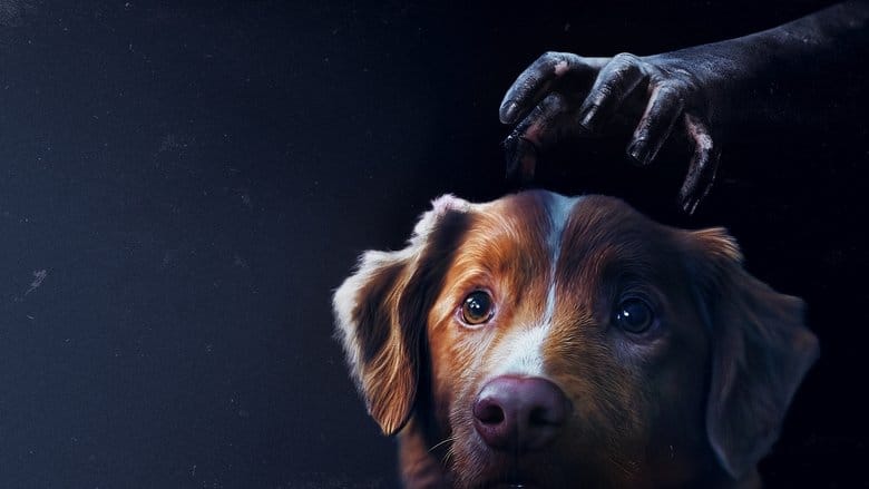 Good boy Cały film - Gdzie obejrzeć online - Viderio